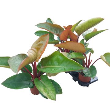 Philodendron 'Mars'