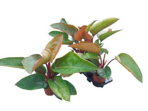 Philodendron 'Mars'