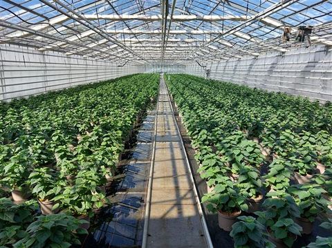 Hibiscus moscheutos CAROUSEL GEANT RED