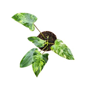 Philodendron 'Emerald Queen Variegata'