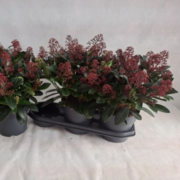 Skimmia japonica 'Rubella'