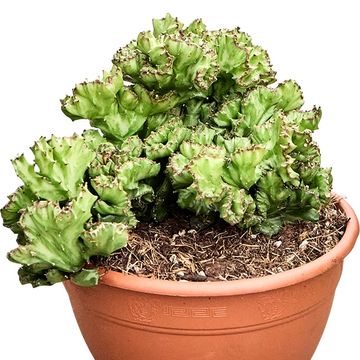 Euphorbia lactea 'Cristata'