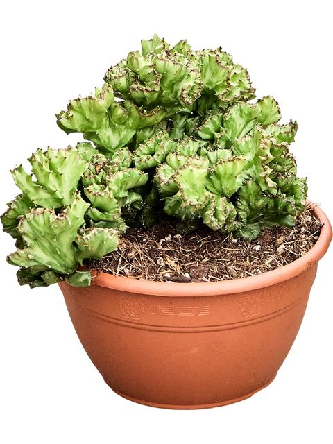 Euphorbia lactea 'Cristata'