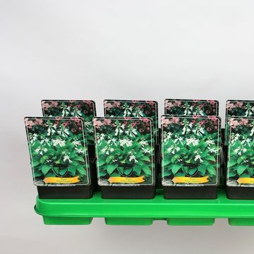 Hosta 'Royal Standard'