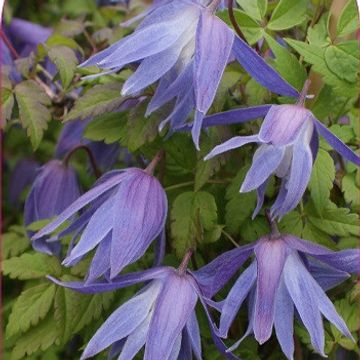 Clematis 'Wesselton' (A)