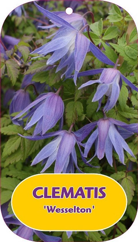 Clematis 'Wesselton' (A)