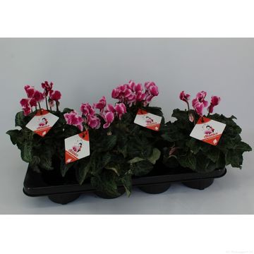 Cyclamen persicum 'Premium Abanico Magenta'