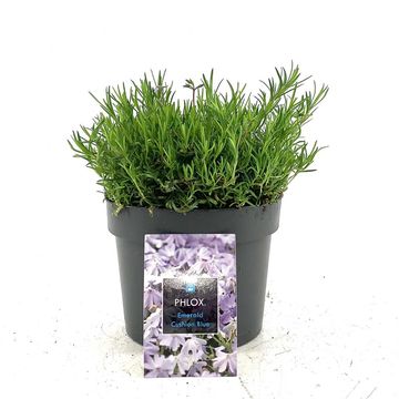 Phlox 'Emerald Cushion Blue'