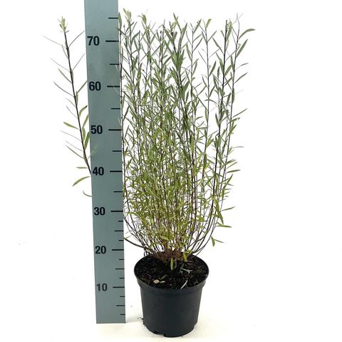 Salix purpurea 'Nana'