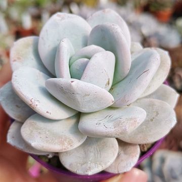 Echeveria laui