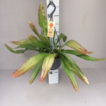 Plant in a Box - Lepismium Bolivianum plante suspendue - Pot ⌀ 17cm -  Hauteur ↕ 25cm