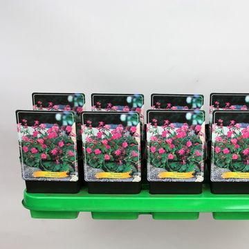 Geranium x cantabrigiense 'Karmina'