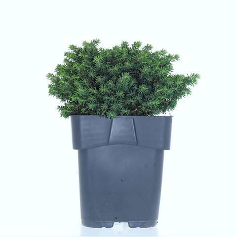 Picea abies 'Little Gem'