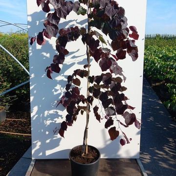 Cercis canadensis 'Ruby Falls'