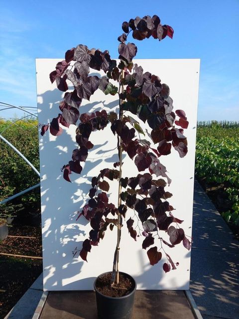 Cercis canadensis 'Ruby Falls'