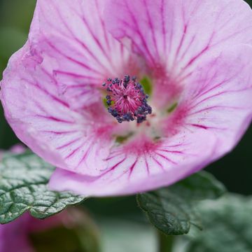 Anisodontea COTTON CANDY PINK