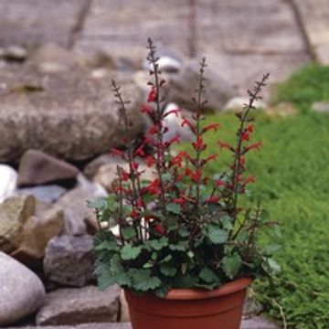 Salvia roemeriana 'Hot Trumpets'