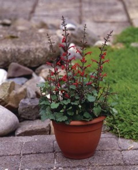 Salvia roemeriana 'Hot Trumpets'