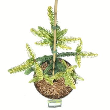 Abies pinsapo 'Aurea'