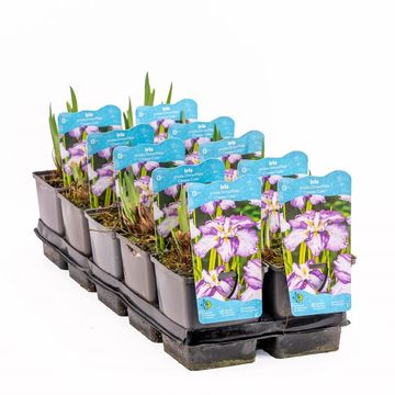 Iris ensata DINNER PLATE CHEESE CAKE