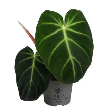 Philodendron luxurians