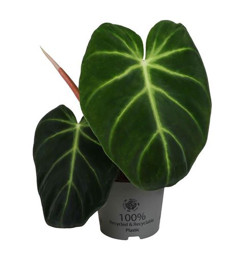 Philodendron luxurians