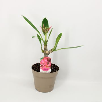 Plumeria rubra 'Hawaiian Opal Pink'