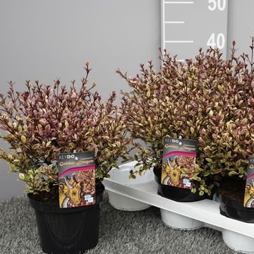 Lophomyrtus x ralphii 'Magic Dragon'