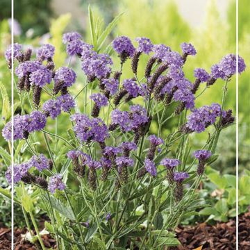 Verbena rigida 'Santos'