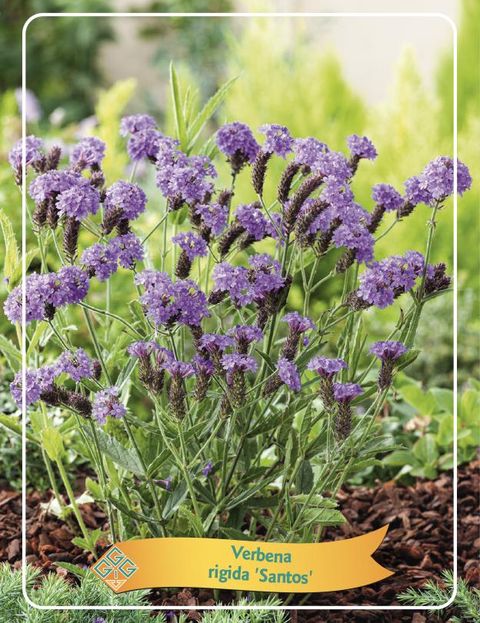 Verbena rigida 'Santos'