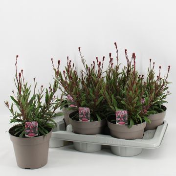 Gaura lindheimeri GAUDI ROSE