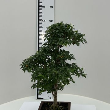 Ligustrum sinense