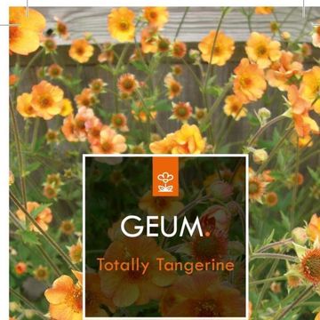 Geum 'Totally Tangerine'