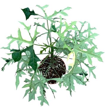 Cnidoscolus aconitifolius 'Variegata'