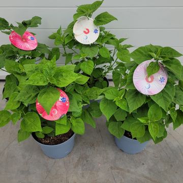Hibiscus moscheutos LUNA MIX