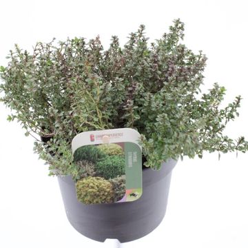 Thymus x citriodorus 'Silver Queen'