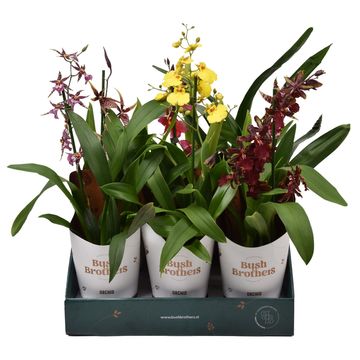 Orquídeas MIX