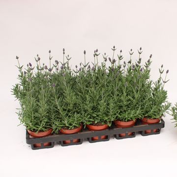 Lavandula angustifolia