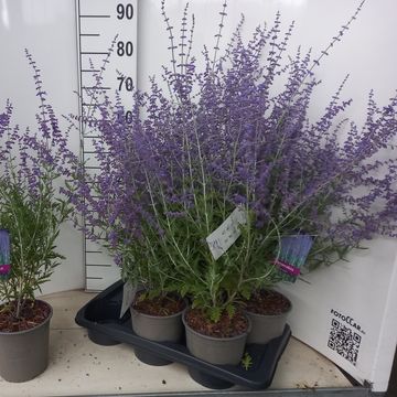 Perovskia 'Blue Spire'