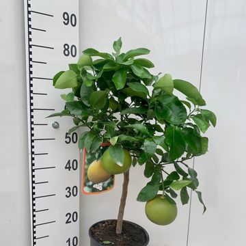 Citrus x paradisi