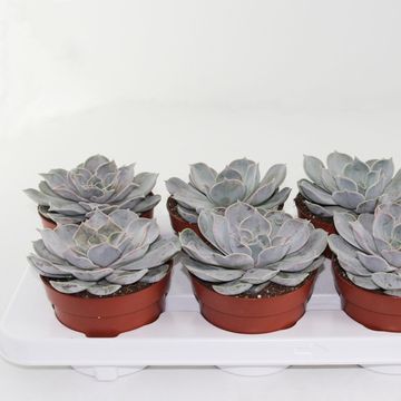 Echeveria runyonii
