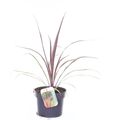 Cordyline australis 'Can Can'