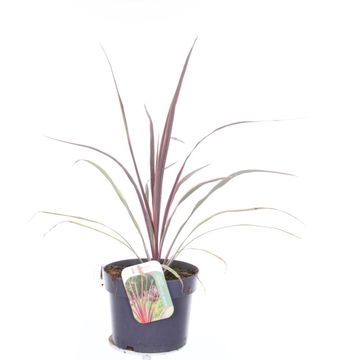 Cordyline australis 'Can Can'