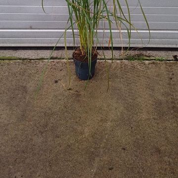 Pennisetum alopecuroides 'Black Beauty'
