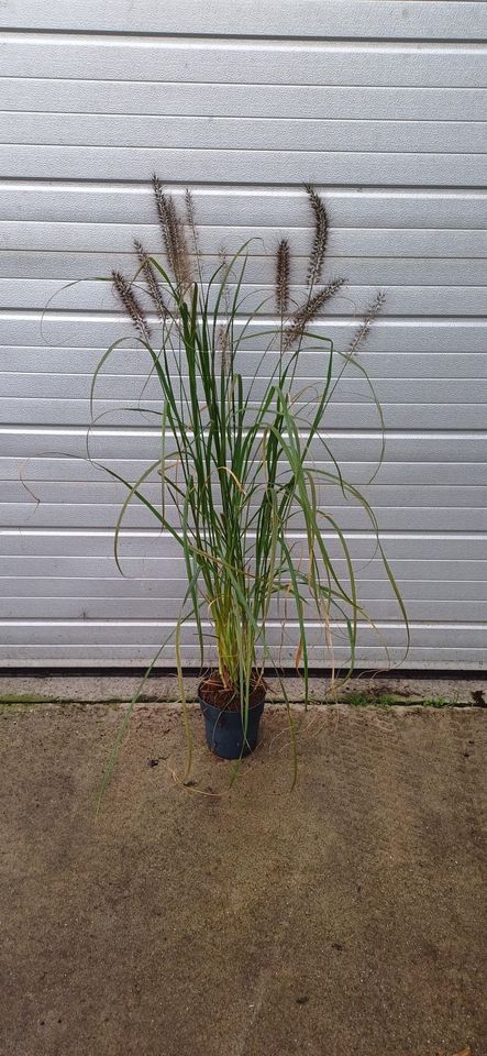 Pennisetum alopecuroides 'Black Beauty'