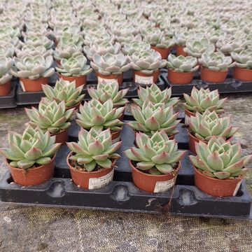Echeveria agavoides