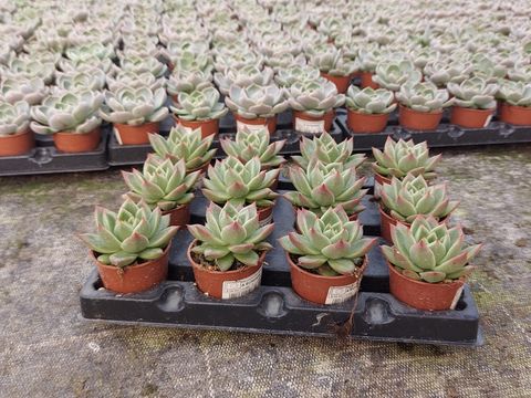 Echeveria agavoides
