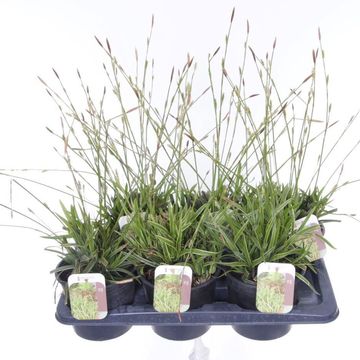 Carex morrowii MIX