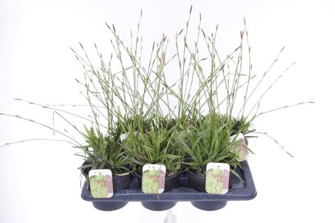 Carex morrowii MIX