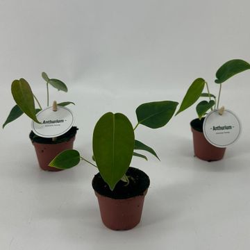 Anthurium peltigerum